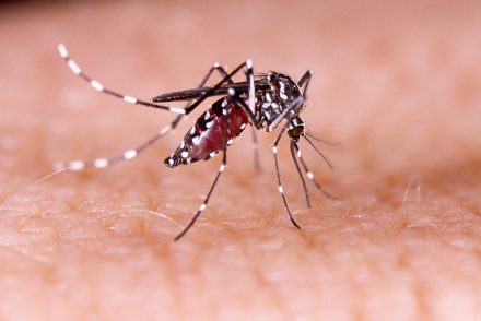Ha nem lenne elég a koronavírus és a majomhimlő – Szingapúrban a dengiláz miatt hirdettek ki vészhelyzetet
