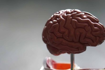 A nők agya melegebb a férfiakénál – állítja egy új tanulmány
