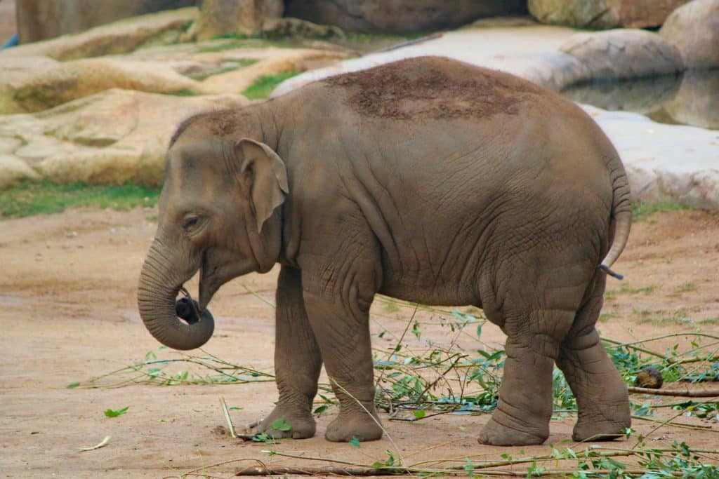 Indiai Elefant Vadallat Temetes