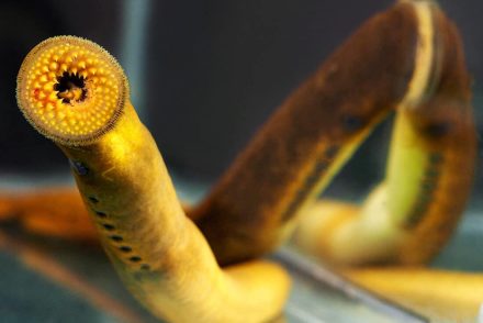 Egy férfi azt állítja, láb nélküli, vérszívó tengeri lény üldözte ki a vízből