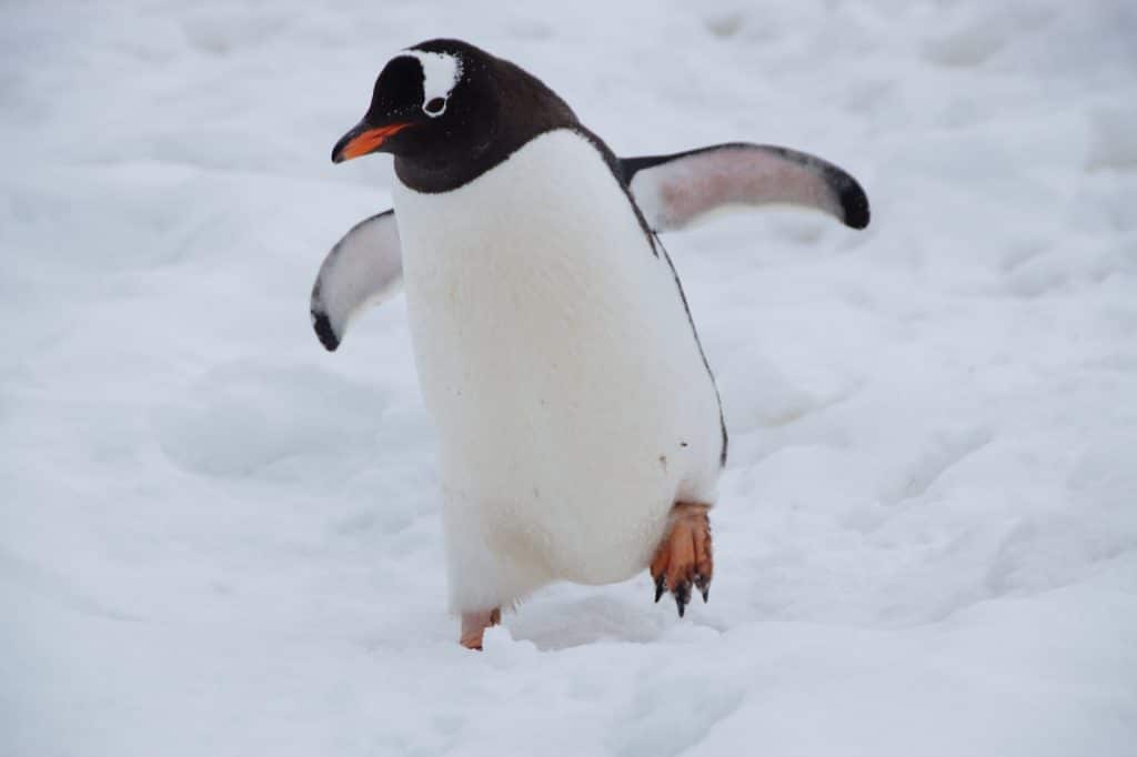 San Diego Allatkert Pingvin Ortoped Cipo