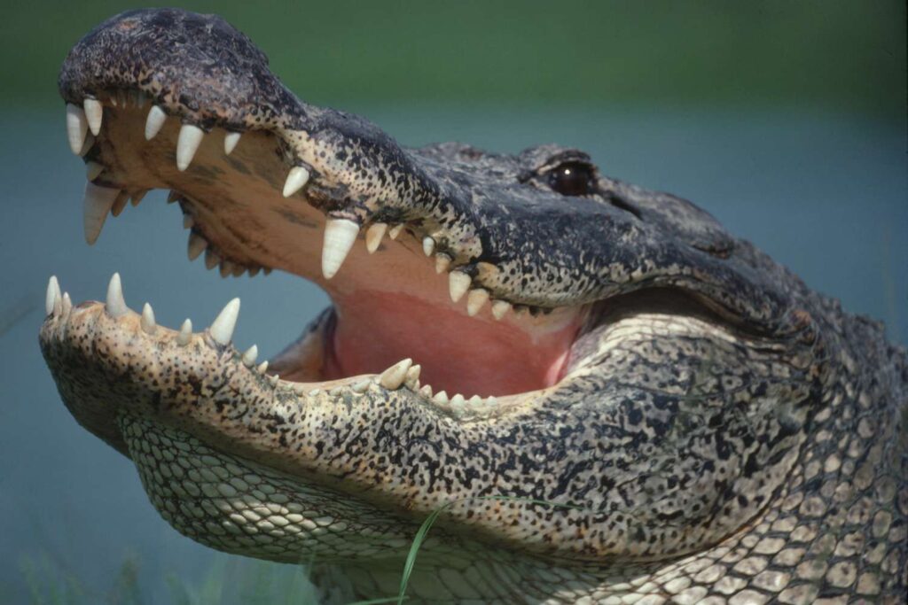 Florida Aligatorok Video