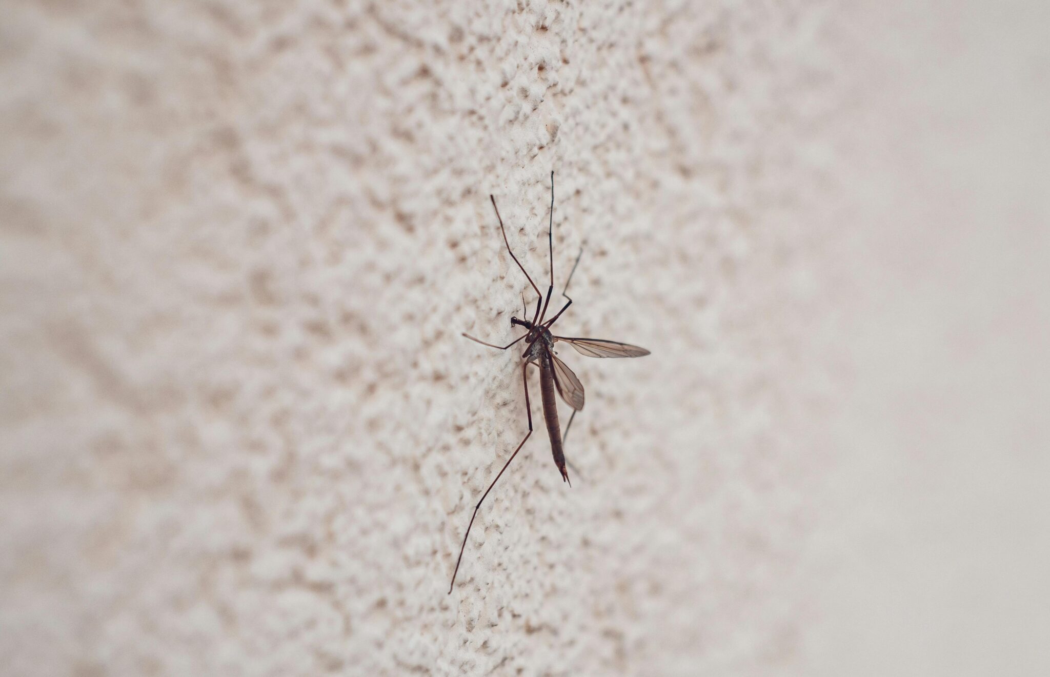 ardesshop.hu - 2025 október - Cikk2