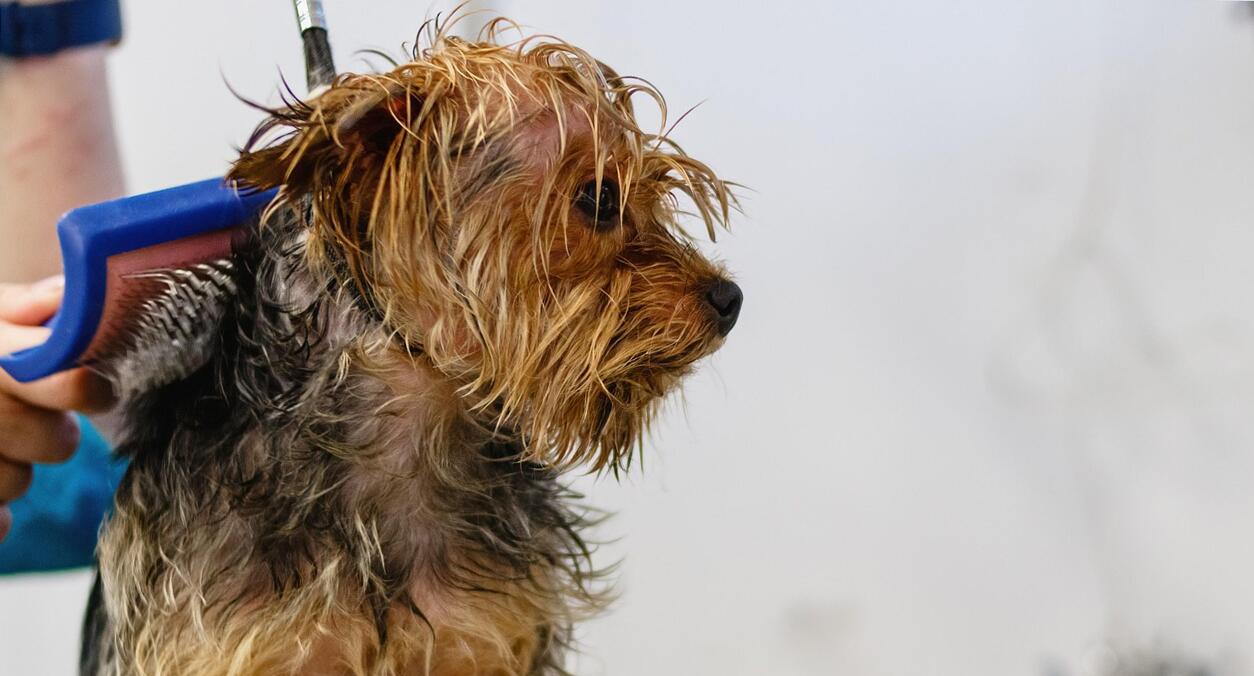 chrispetcenter.hu - 2025 október - LinkMarketing - 4