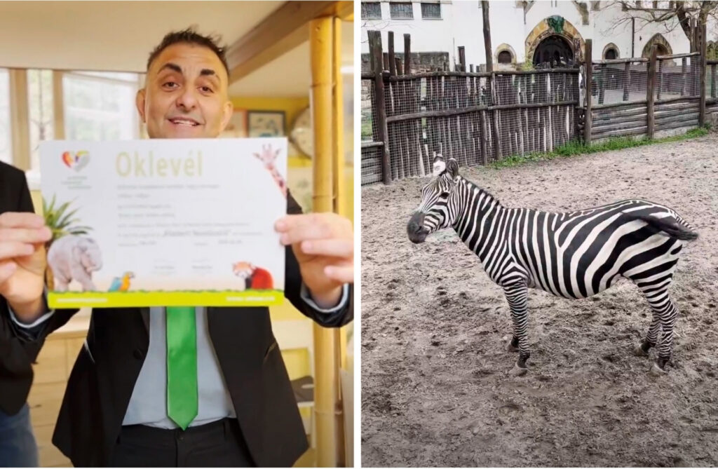 Hatvanpuszta Orban Zebra Rendorsegi Eljaras