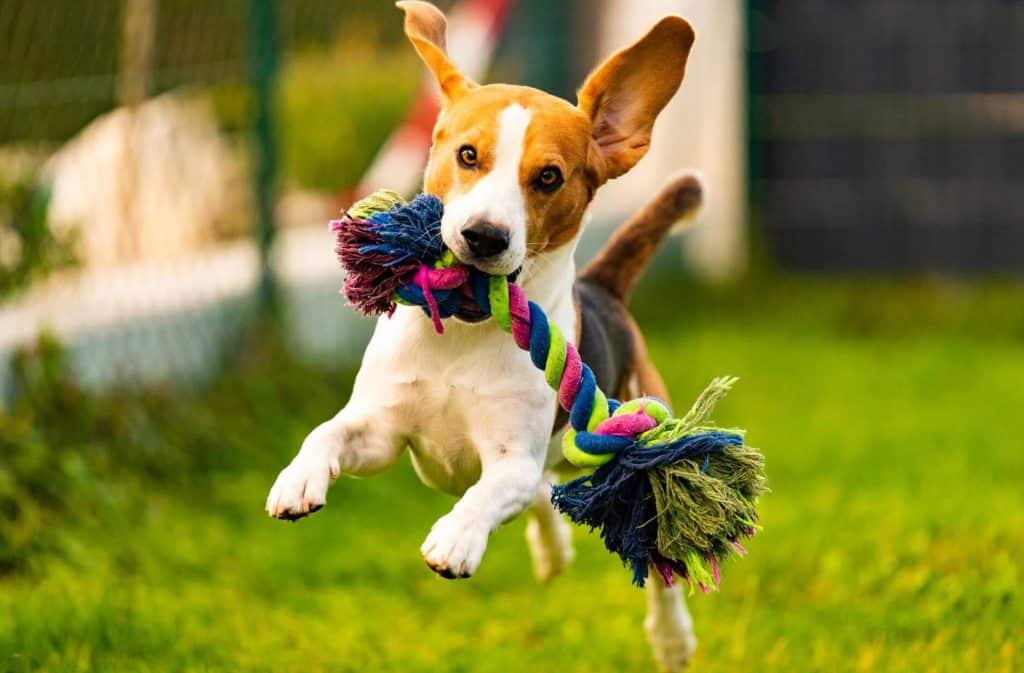 Www.ortopet.hu - 2026 Március - Linkmarketing - 2