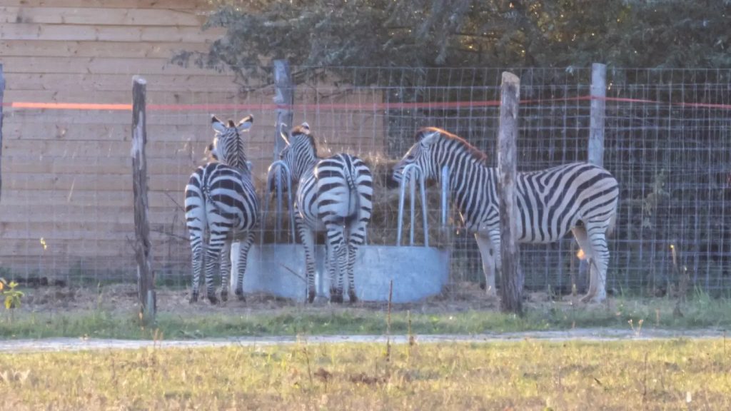 Hatvanpuszta-Zebrak-Elhullas-Kormanyhivatal-Meszaros-Lorinc