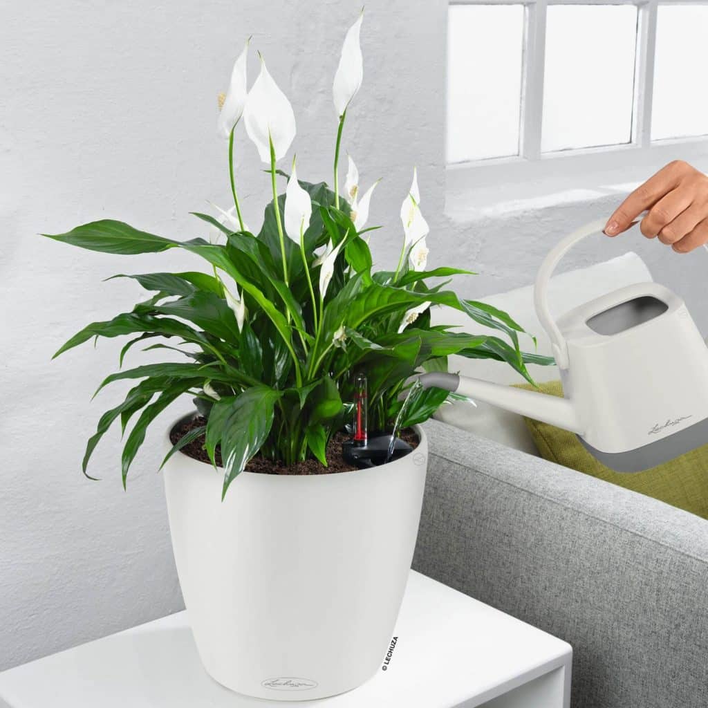 Plantart.hu - 2026 Július - Linkmarketing - 4