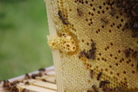 A méhpempő: értékes tápanyagforrás és termesztésének titkai