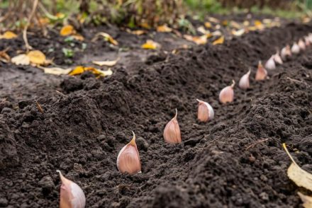 Az őszi fokhagymaültetésnél dől el a jövő nyári termés
